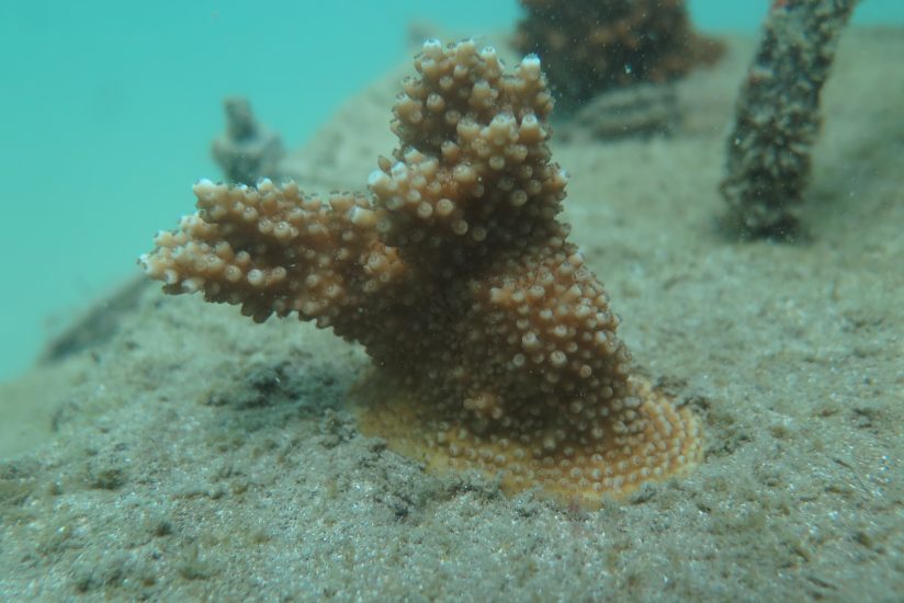 Copy of Coral Growth (c) Bocas Pirates Dive Center