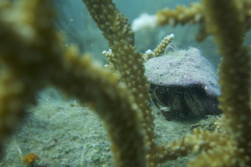 crab with corals